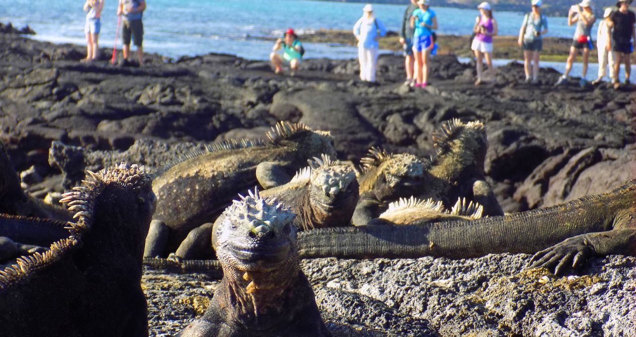 Marine Iguanas Galapagos