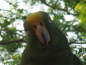Parrot at Tayrona Colombia