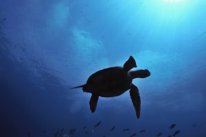 Safari camp swimming turtle Galapagos