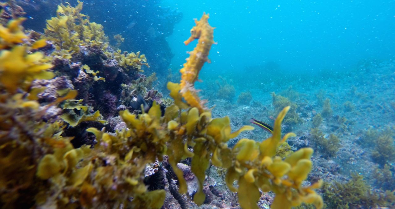 Sea Horse Tangus Cove Galapagos