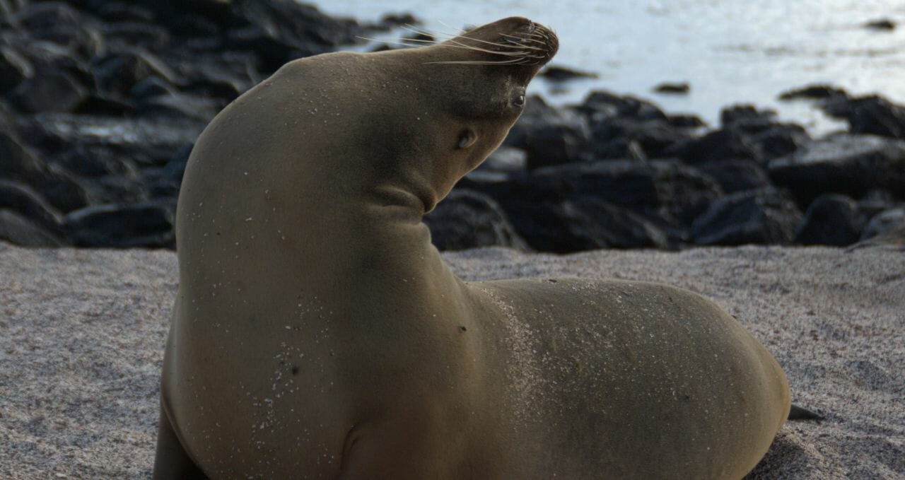 Sea lion stretch Galapagos