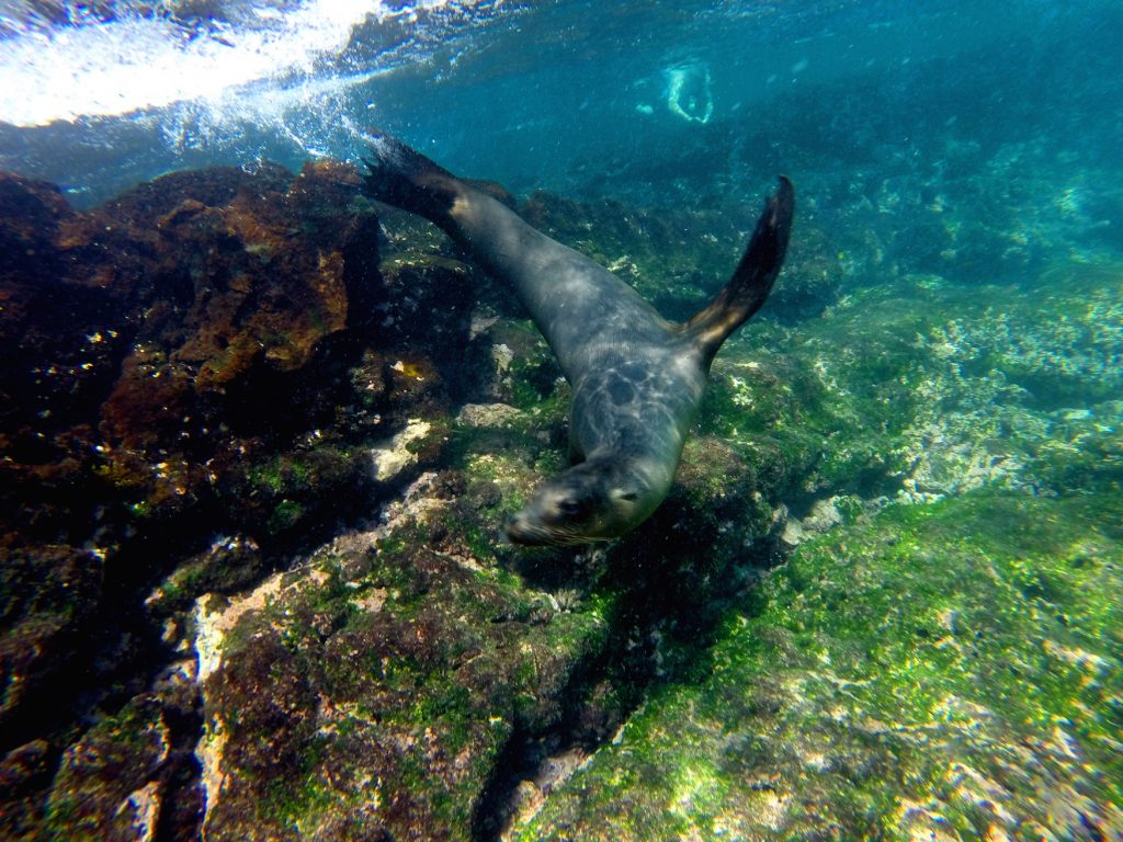 Sea lion swimming Punta Espinosa Galapagos