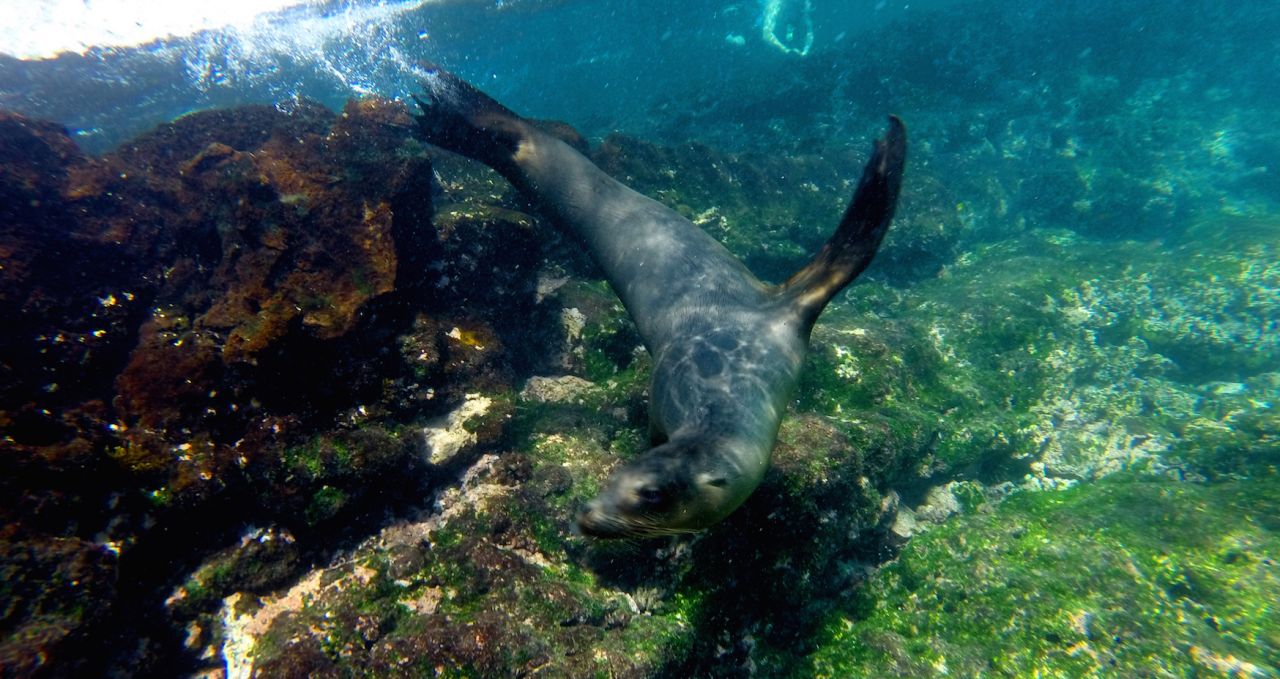 Sea lion swimming Punta Espinosa Galapagos