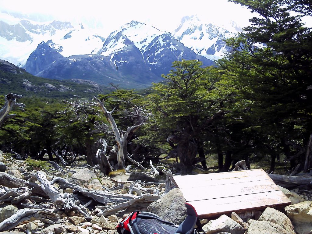 Southern beech forest Fitzroy Patagonia Argentina