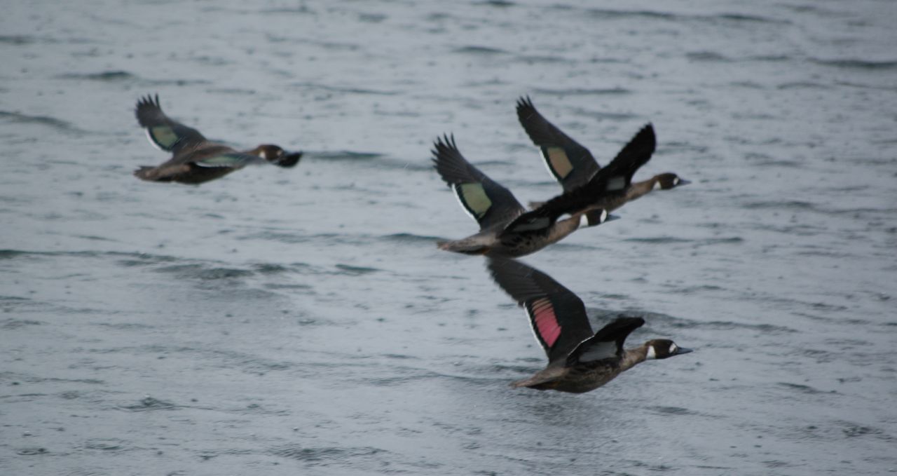 Spectacled Ducks in flight Torres del Paine Patagonia Chile