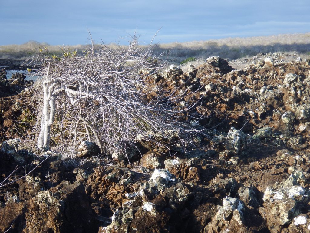 Volcanic Landscape Floreana Galapagos