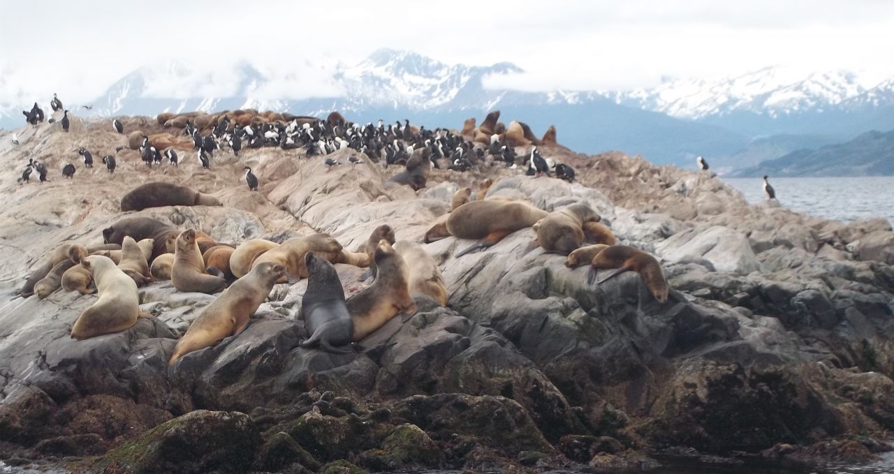 Wildlife on Beagle Channel Patagonia