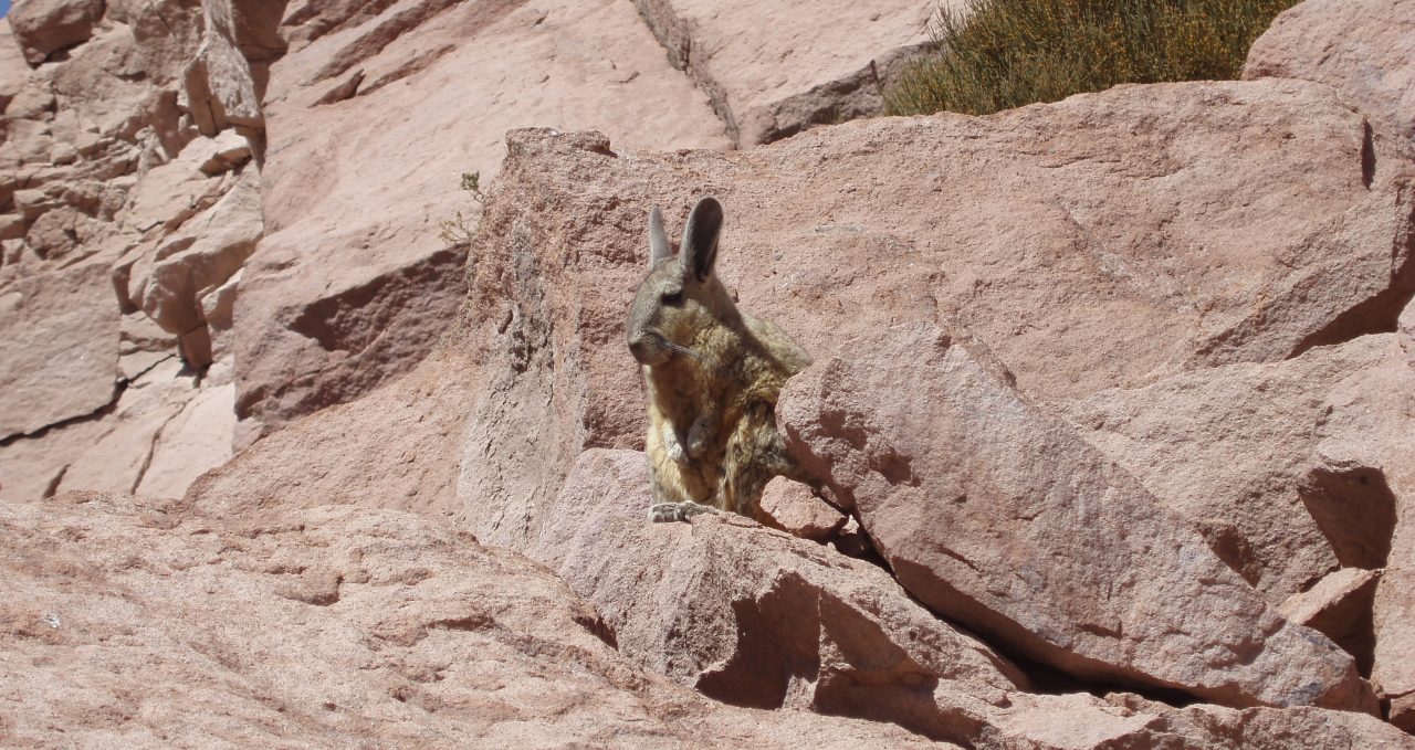 viscacha san pedro chile