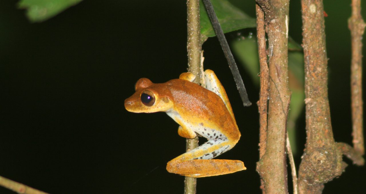 Tree frog Amazon Peru