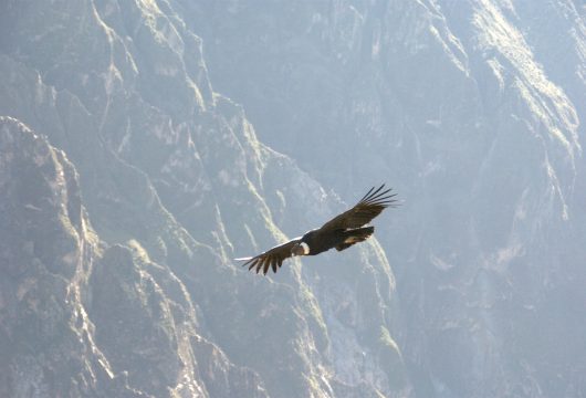 Andean Condor Colca Peru