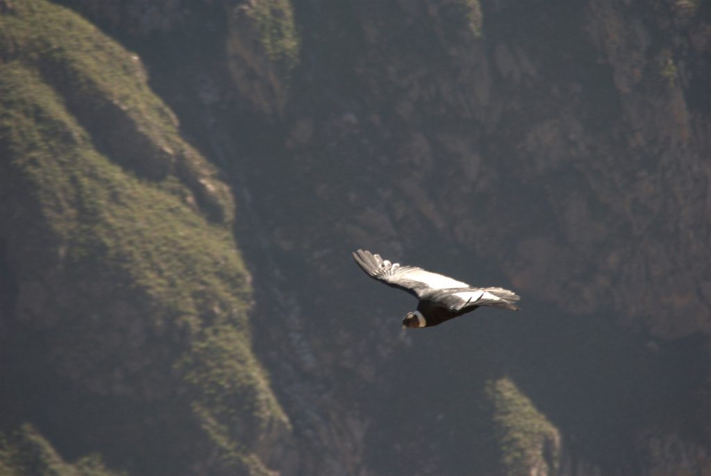 Andean condor flying Colca Canyon Peru