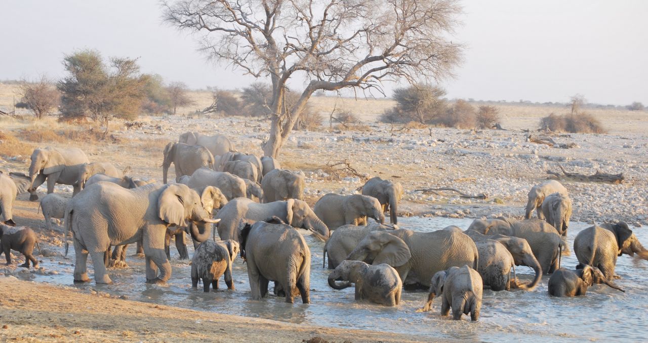 Elephant herd bathing in water in Namibia