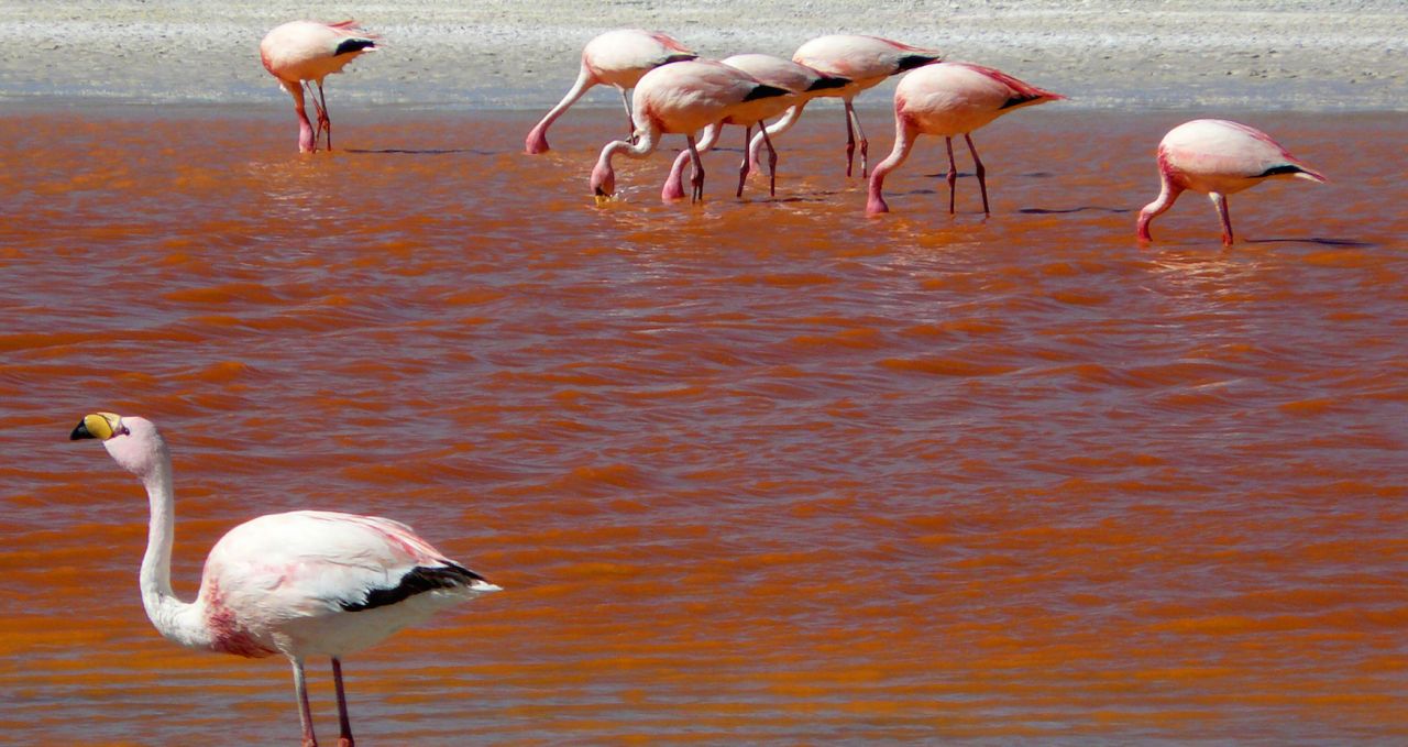 flamingo-laguna-colorada-uyuni-bolivia