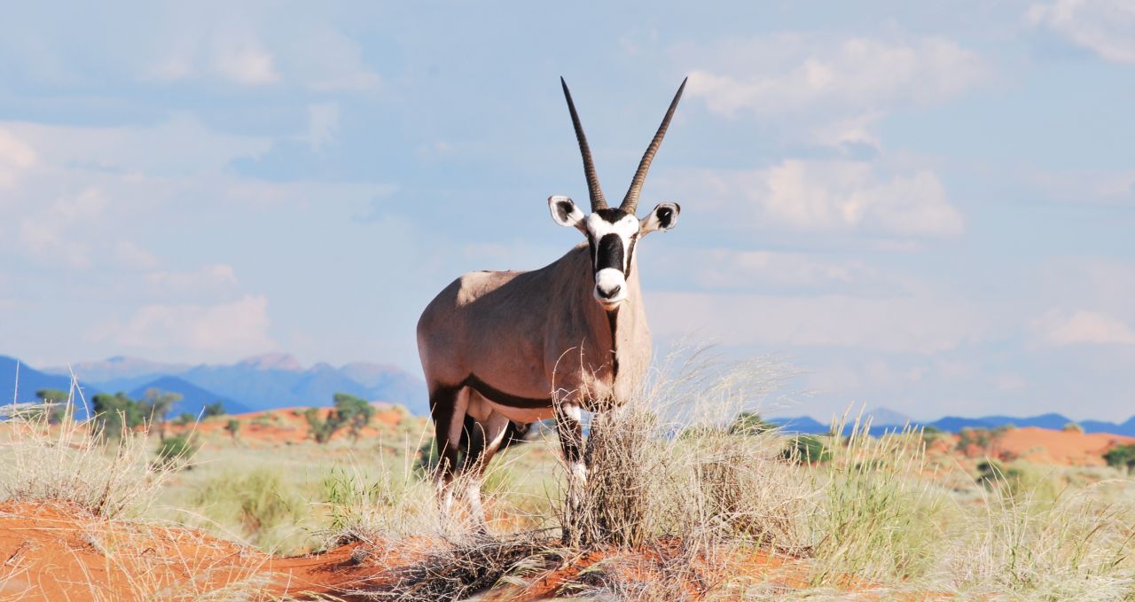 Gemsbok Oryx Namib Namibia
