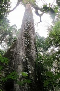 giant-kapok-tree Amazon Bolivia