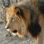 A male lion Namibia