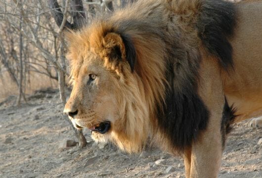 A male lion Namibia
