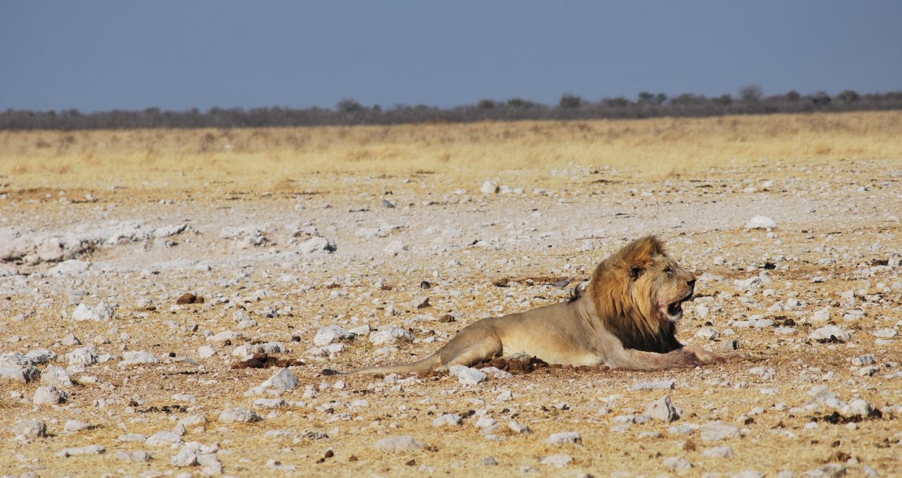 Lion sitting in Namibia