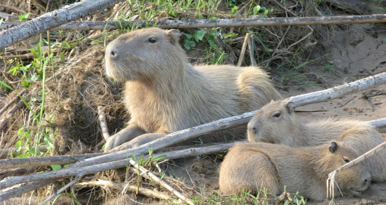 pantiacolla-capybaras-Manu peru