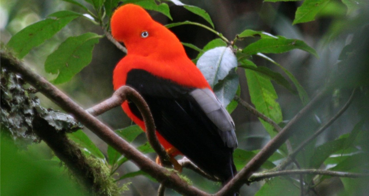 pantiacolla-cock-of-the-rock-male-Manu peru