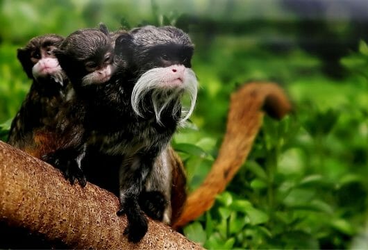 pantiacolla-emperor-tamarin-monkeys-Manu peru