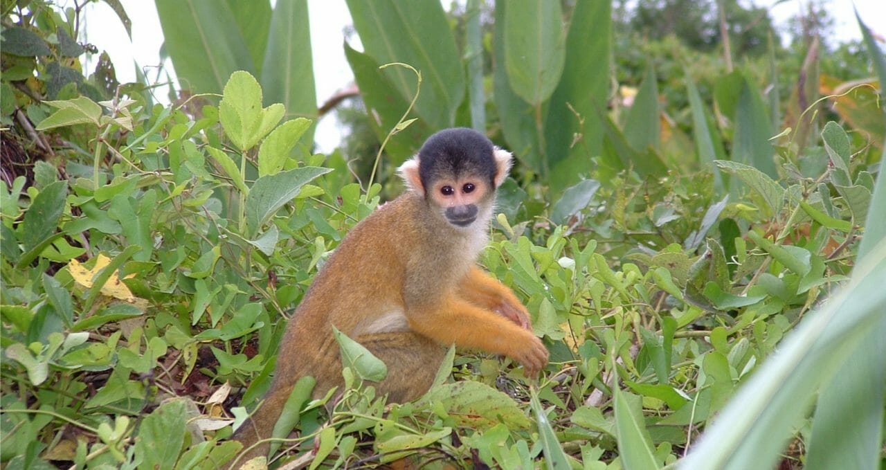 pantiacolla-squirrel-monkey-Manu peru
