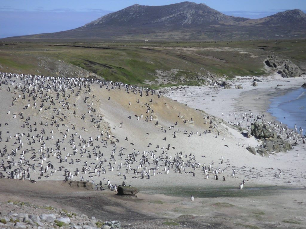 Penguins Falkland Islands