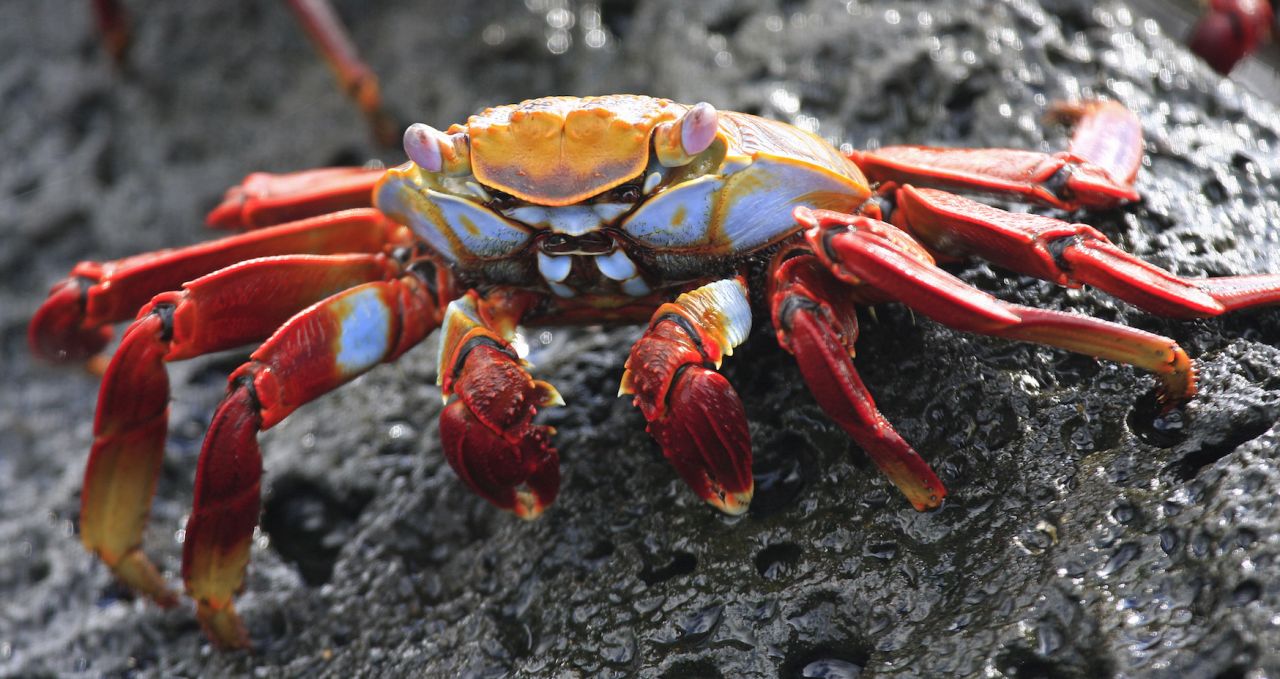 Sally lightfoot crab Galapagos Islands