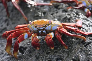 Sally lightfoot crab Galapagos Islands