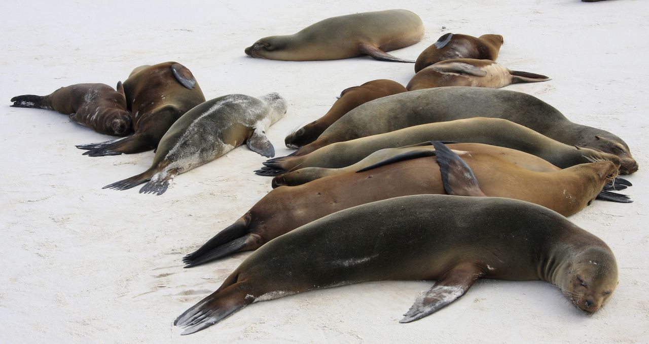 Sea lions Galapgos