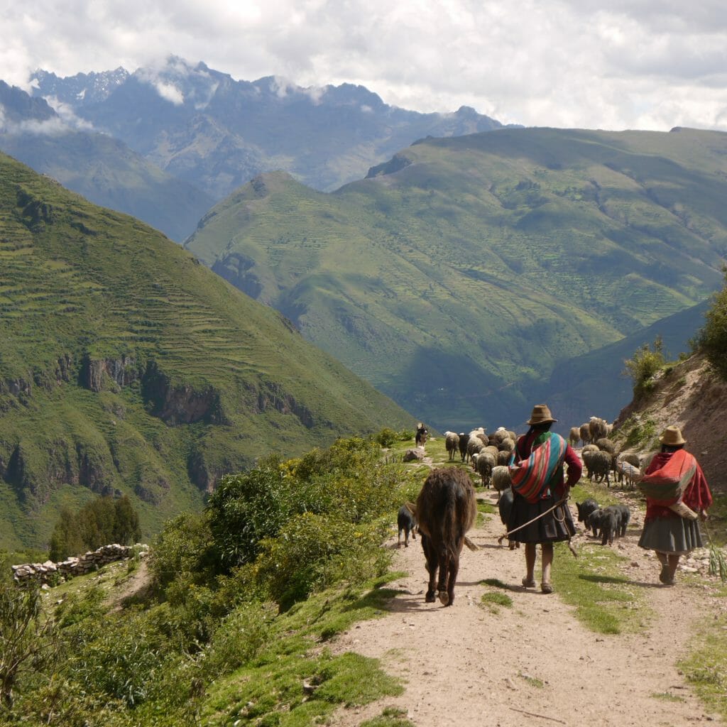 Sheep Day walk Sacred valley Peru