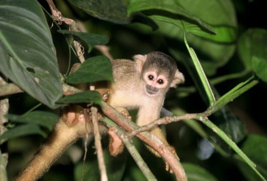 squirrel-monkey-Amazon peru