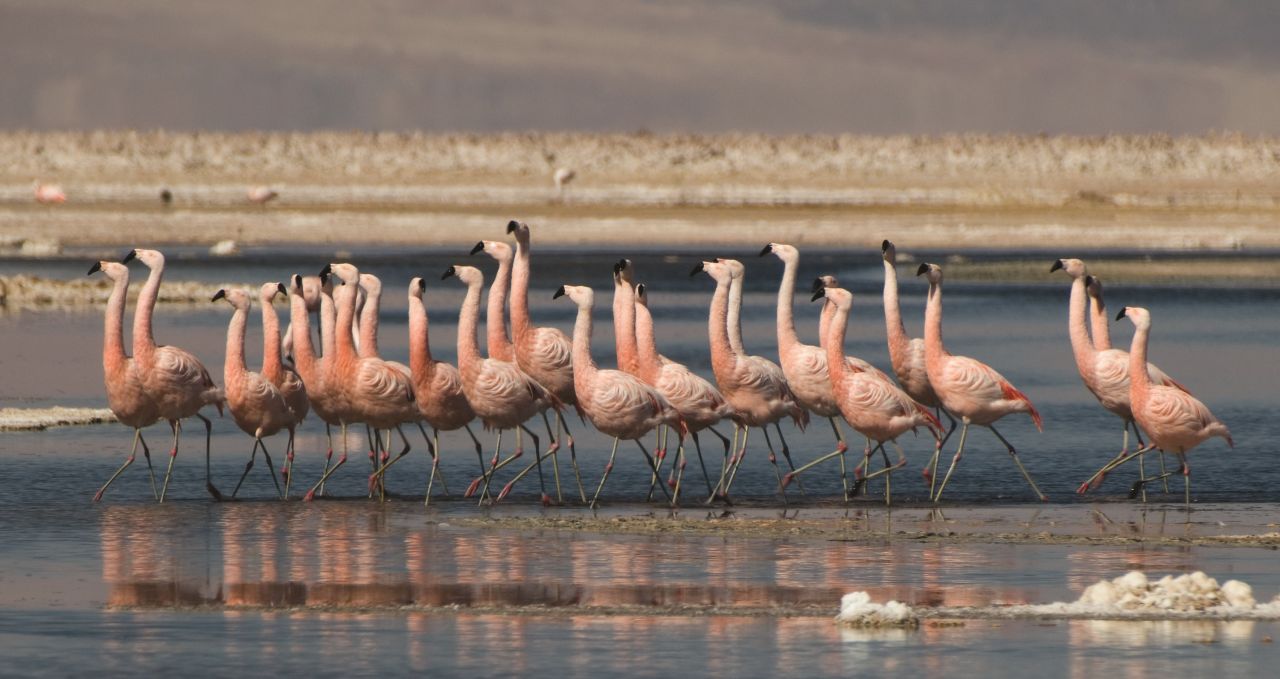 tierra-atacama-flaminos-chile