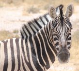 Zebra Etosha Namibia