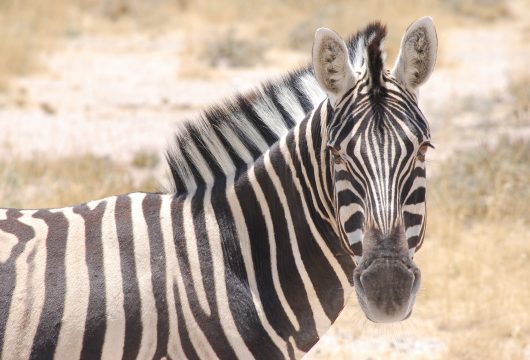 Zebra Etosha Namibia