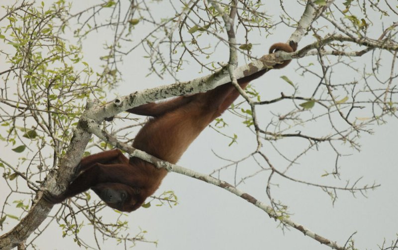 Red Howler Monkey Sacha Amazon Ecuador