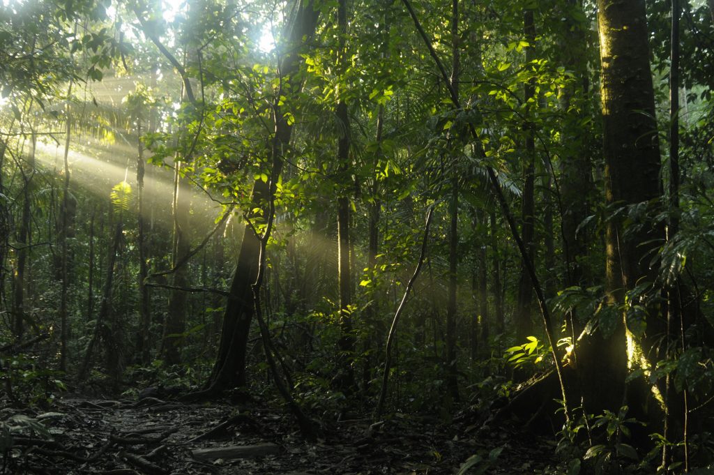 Amazon forest and sun Sacha Ecuador