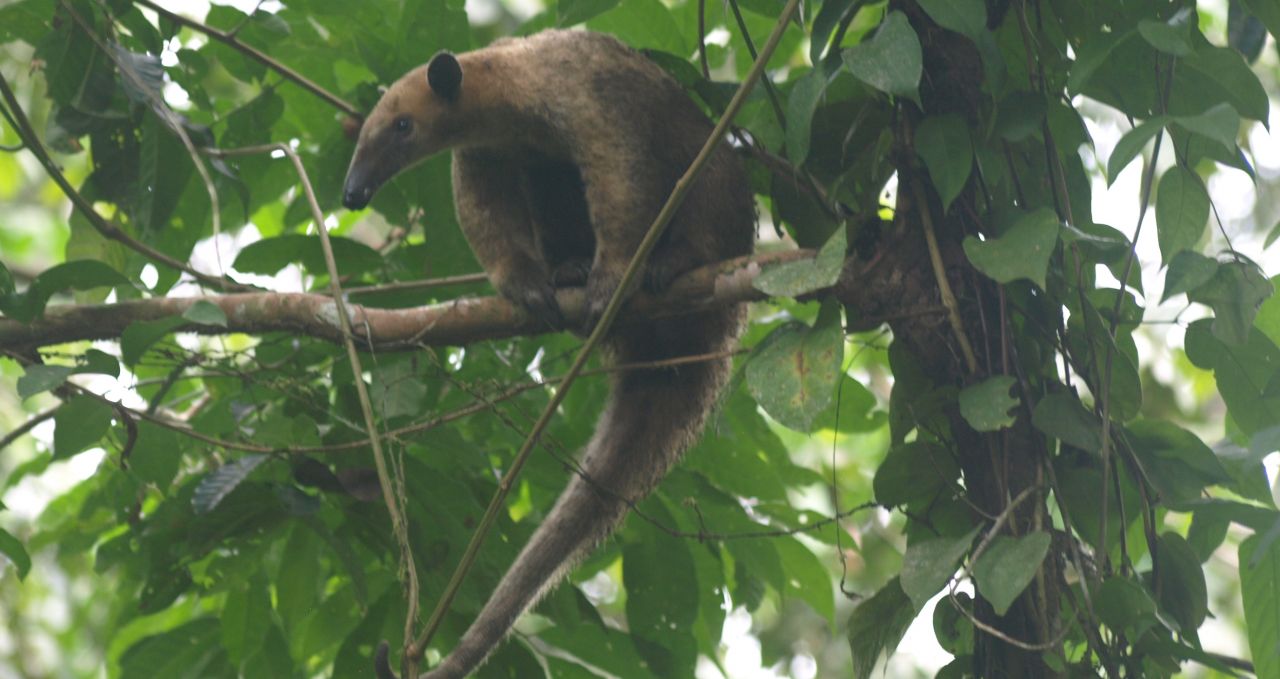 Anteater in tree at Napo Ecuador.