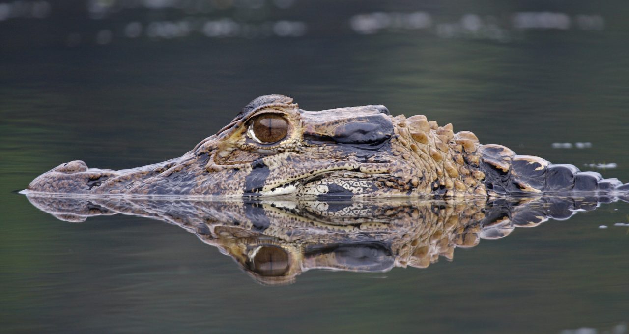 Caiman Amazon Rainforest Ecuador