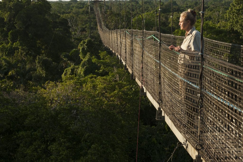 Canopy Walkway Sacha Lodge Ecuador