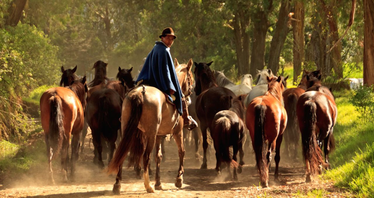 Hacienda Zuleta horses Ecuador