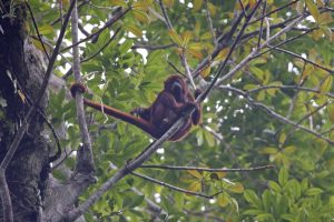 Singe hurleur Amazon Equateur