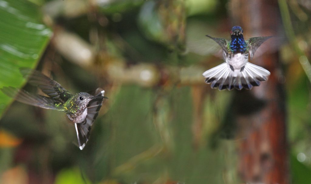 Hummingbirds in flight Ecuador