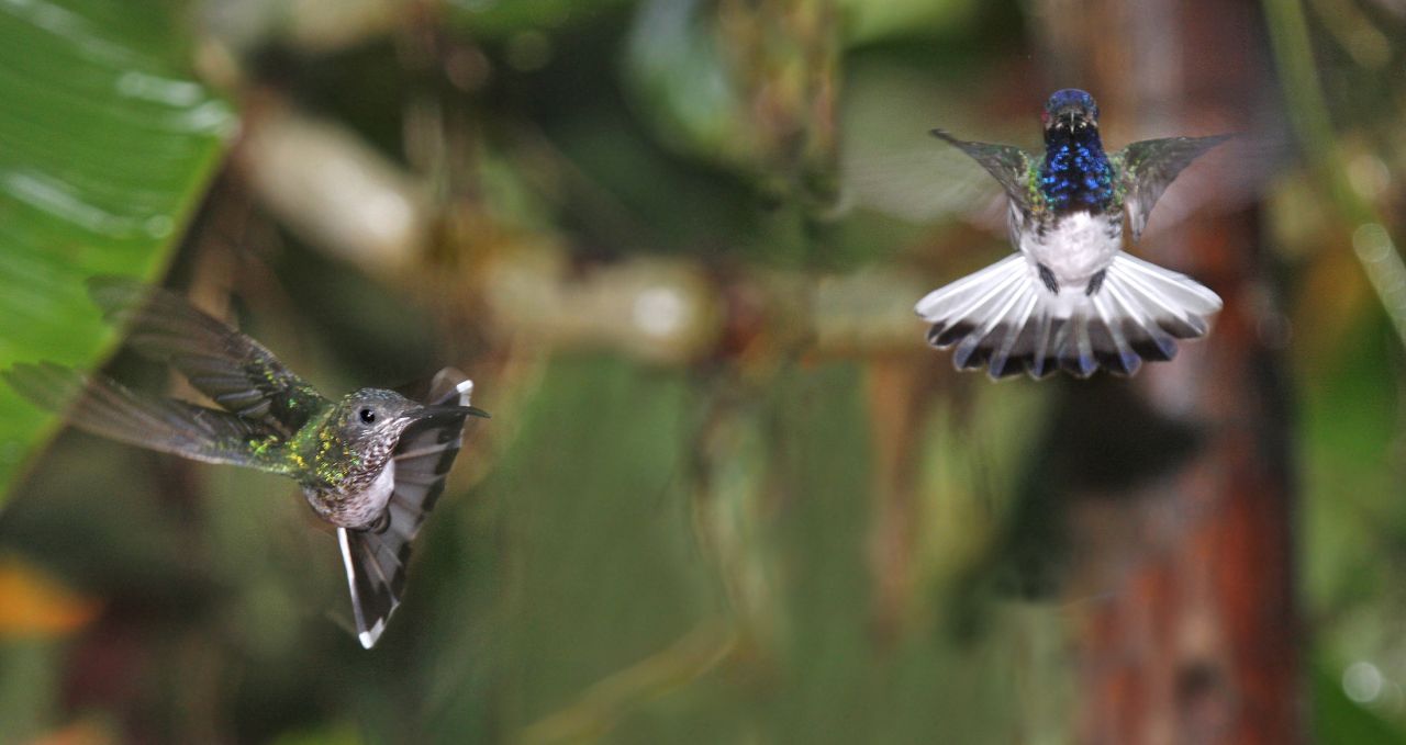 Hummingbirds in flight Ecuador