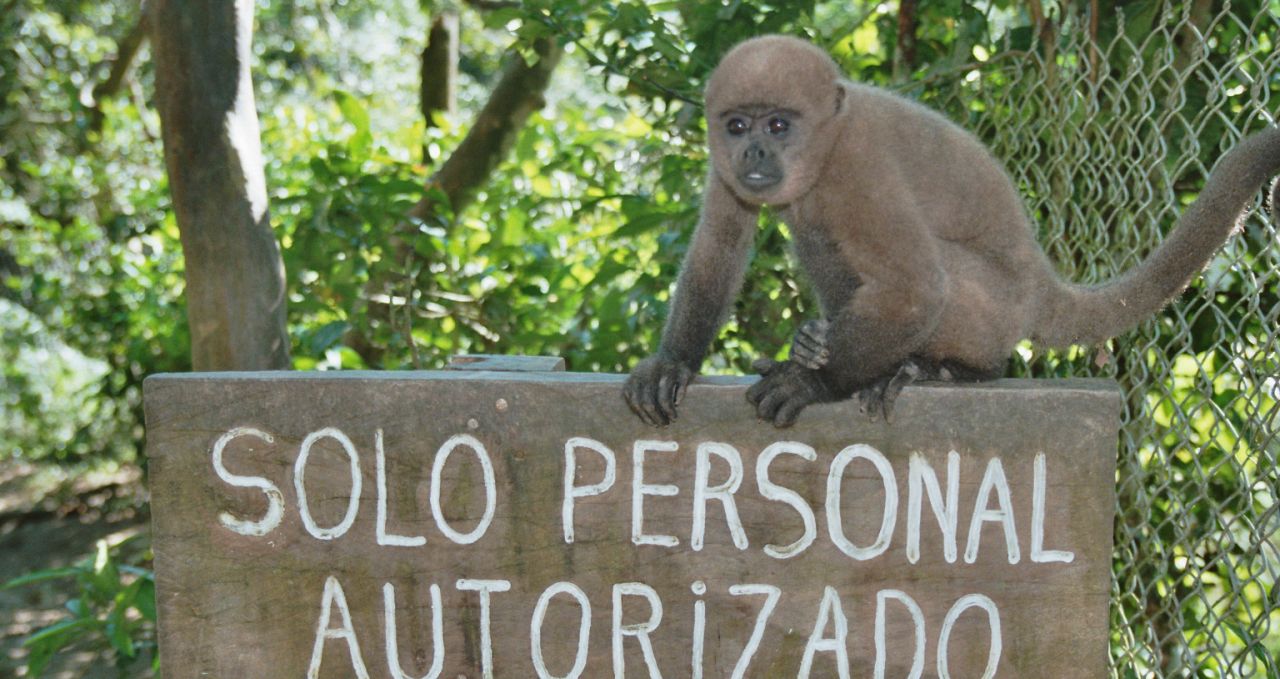 Liana Lodge monkey sign Ecuador