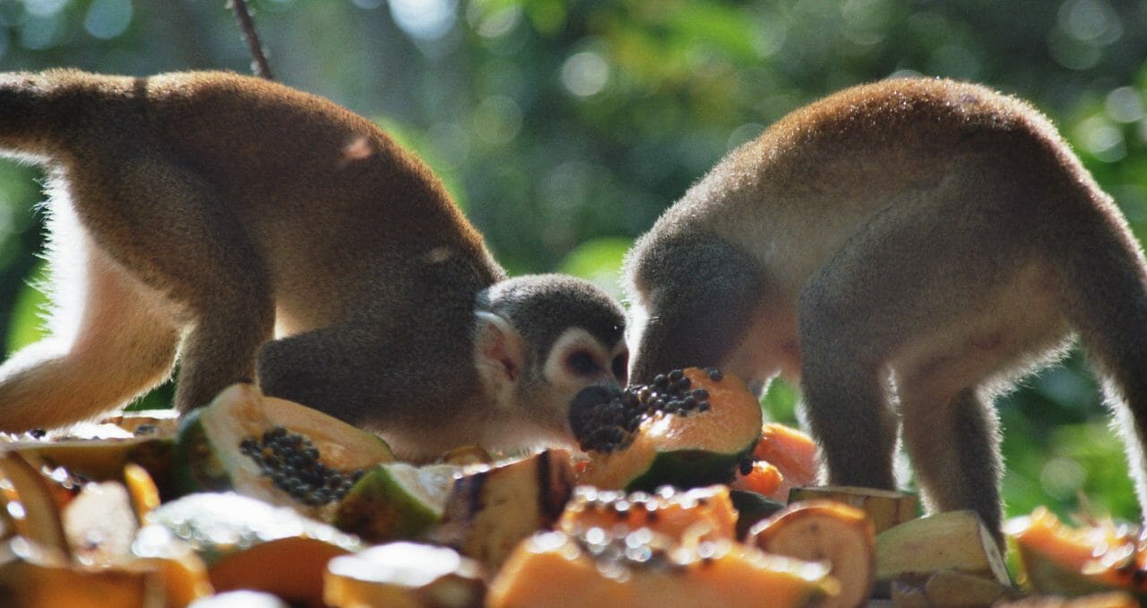 Liana Lodge monkeys eating Ecuador