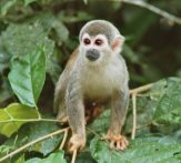 Liana Lodge Squirrel monkey Ecuador