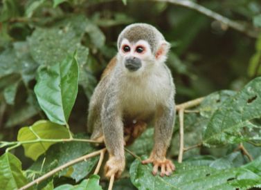 Liana Lodge Squirrel monkey Ecuador