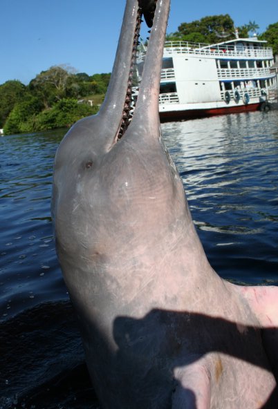 pink river dolphin Brasil