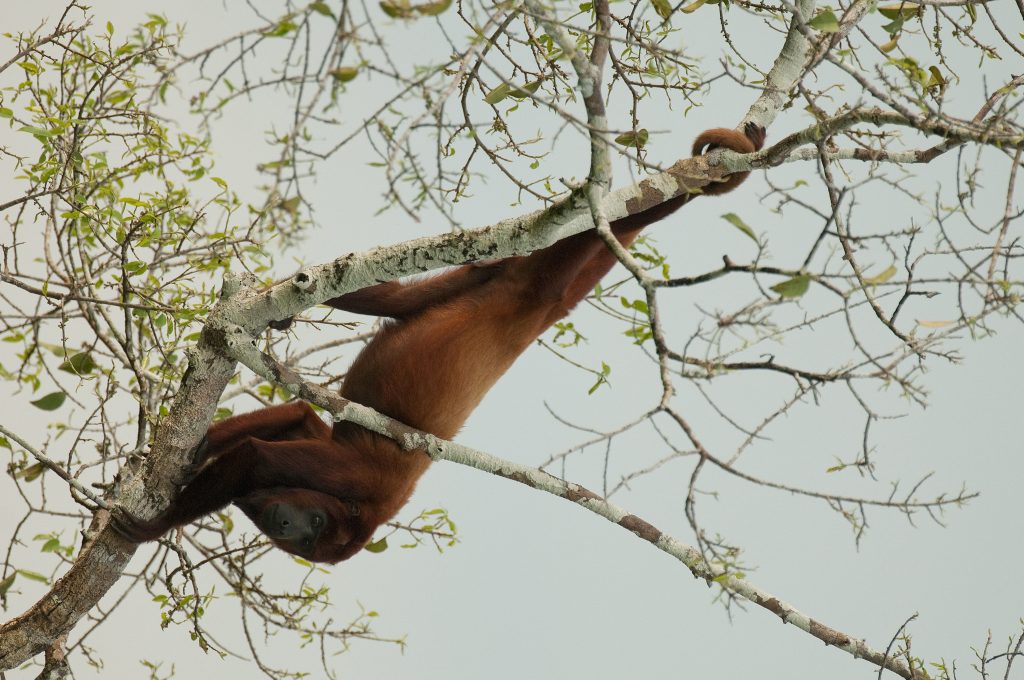 Red Howler Monkey Sacha Amazon Ecuador